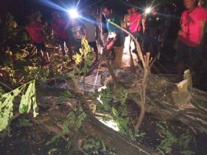 Pohon Tumbang di Jalan Poros Balanipa, Dua Mobil Ringsek
