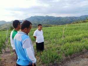 Wabup Majene Imbau Warga Beli Bawang Lokal