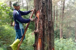500 APD dan 30.000 Masker Bagi Penyadap Getah Pinus