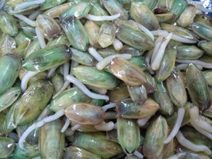 Kanukanuku (Kerang Berekor), Lezat dan Miliki Manfaat yang Luar Biasa. Berikut Resepnya.