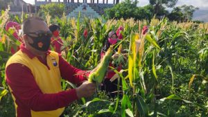 Brimob Parepare dan Bhayangkari Panen Raya Jagung, Jahe dan Bebek