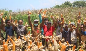 30 Hektar Tanaman Jagung Siap Panen di Tubo Sendana