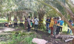 Mayat Lelaki Tua di Desa Malei Ditemukan Tergeletak di Kebun Sawit