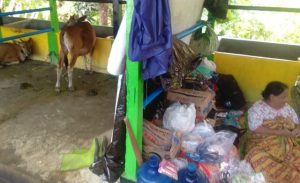 Warga Dusun Ahu Tappalang Mengungsi di Kandang Sapi, Empat Kali Sehari ke Jalan Poros Cari Bantuan