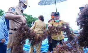 Lukman Optimis Budidaya Rumput Laut Di Majene Bisa Sebaik Bantaeng
