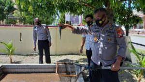 Panen Ikan Lele di Kolam Halaman Mapolsek Pasangkayu, Polisi Bagi-bagi Ikan