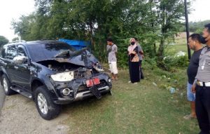 Pajero Tabrak Kerbau di Jalan Poros Lutang Majene, Begini Kronologisnya