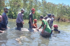 Warga Bacukiki Parepare Digegerkan Seekor Ikan Duyung