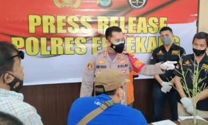 Di Enrekang, Seorang Warga Tanam Ganja dalam Sebuah Pot Hidroponik