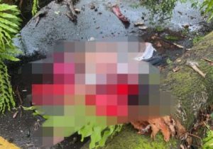 Pohon Tumbang di Bontonompo Gowa, Seorang Tewas dan Dua Terluka