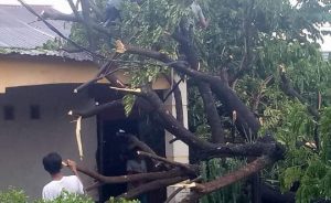 Lagi, Pohon Tumbang di Gowa Timpa Rumah Warga di Beroangin