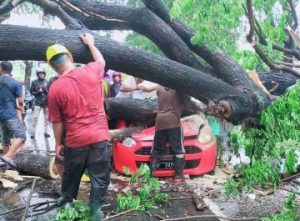 Kembali, Pohon Tumbang di Gowa Timpa Kendaraan, Netizen Minta Pemkab Segera Bertindak
