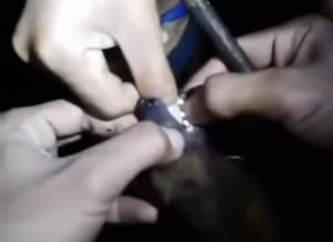 Viral, Seorang Bocah Digigit Kelelawar, Meringis Kesakitan