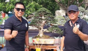 Kontes 603 Bonsai di Bulukumba, SBC Bone Raih Bendera Kategori Terbaik