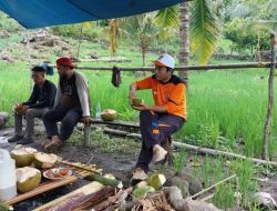 Hama Babi di Adolang, Budi Mansur Tergerak Buatkan Pagar dan Setrum Babi Lewat Pokir 2022