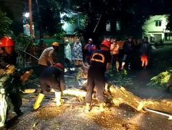 Tim SAR Brimob Parepare dan Damkar gerak cepat evakuasi pohon tumbang akibat curah hujan yang tinggi