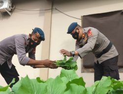 Brimob Bone Kembali Panen Sayur di Lahan P2L
