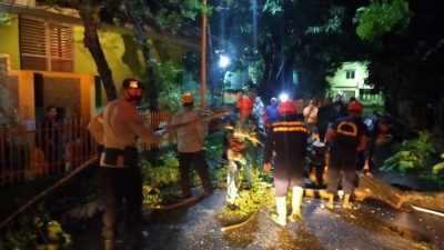 Cuaca Buruk di Parepare, Sejumlah Pohon Tumbang. Danyon B Pelopor: Tetap Waspada