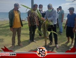 Tangkal Abrasi, Bupati Pinrang Tanam Pohon Kelapa di Pantai Salopi