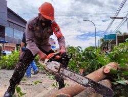 Brimob Bone Tebang Pohon di Sepanjang Jalan M.H. Thamrin, Ada Apa