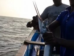 Ternyata, Begini Cara Nelayan Tangkap Ratusan Ikan “Maaf”