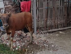 Hendak Berkurban Idul Adha, Sapi Milik Warga di Palipi Soreang Hilang Sisakan Tali