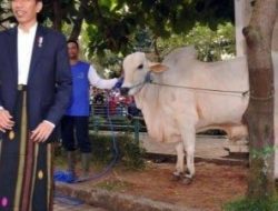 Sapi Kurban Jokowi di Mamuju Berbobot 1,027 Kg Seharga Rp 105 Juta