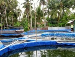 Melirik Potensi Budidaya Udang Vaname di Barru dengan Teknologi Busmetik