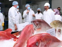 Presiden Jokowi Tinjau Unit Pengolahan Ikan dan Budidaya Rumput Laut di Maluku