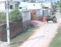Viral, Kerbau Tabrak Pengendara Motor, Siapa yang Salah?