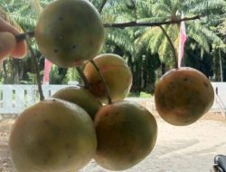 Pernah Jaya, Jeruk Malangke Luwu Utara Masih Menjanjikan