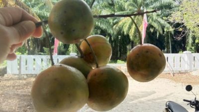 Jeruk malangke luwu utara