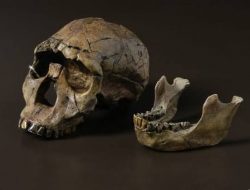 Fakta Unik Manusia Purba Homo Erectus