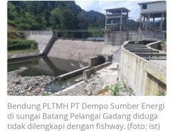 Akibat Bendung PLTMH Tanpa Fishway, Habitat Ikan Endemik sepanjang 1,5 KM Sungai Batang Pelangai Gadang Terancam Punah