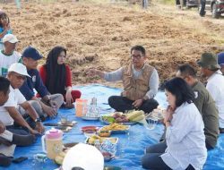 Garap 35 Hektar Lahan, Sulbar Kembangkan Benih Induk Hortikultura di Luyo