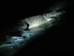 BreakingNews, Ada Buaya 2 Meter Muncul di Pantai Deteng-deteng