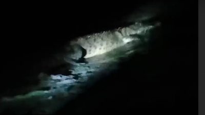 buaya panjang 2 meter di pantai Deteng-deteng