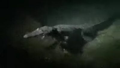 buaya muncul di majene