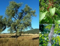 KEAJAIBAN AROMATIK DARI HUTAN YANG HARUM