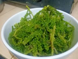 Manfaat Lawi-lawi Anggur Laut untuk Kesehatan: Superfood dari Laut yang Kian Populer